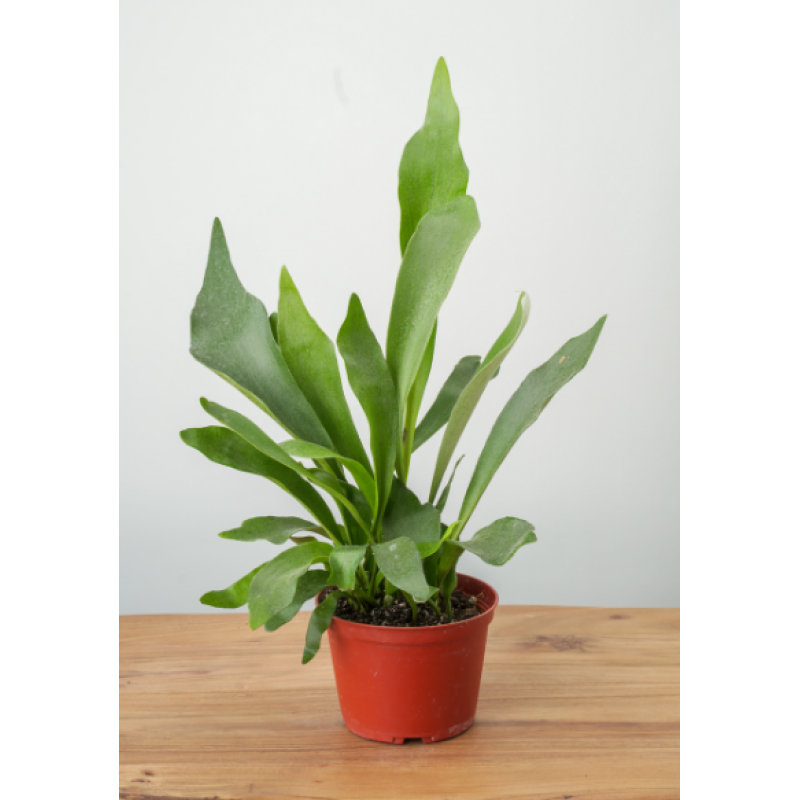 Mayfields Staghorn Fern  - Same Day Delivery