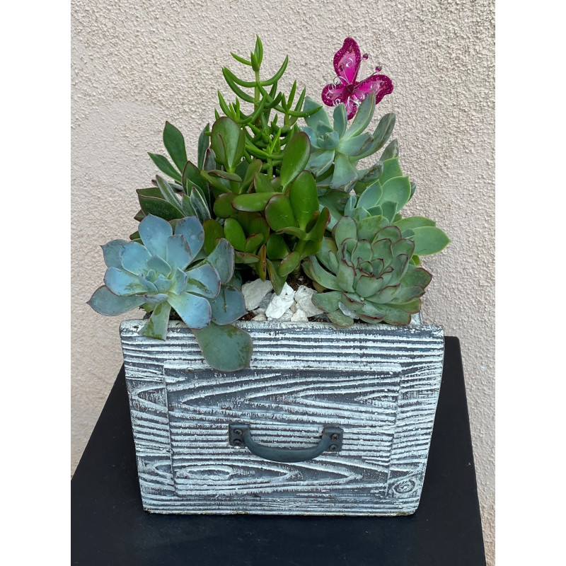Jerome Junque Succulent Garden - Same Day Delivery