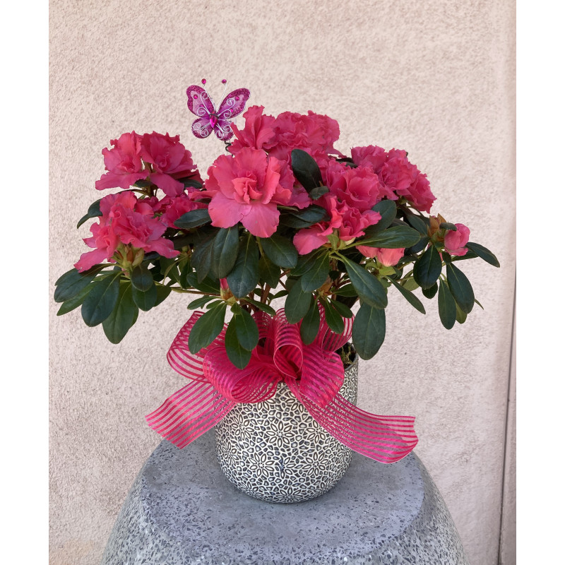Sweet  Petite Azalea  - Same Day Delivery
