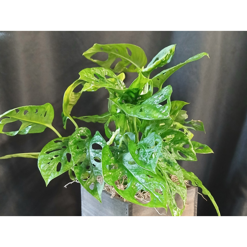 Swiss Cheese Monstera - Same Day Delivery