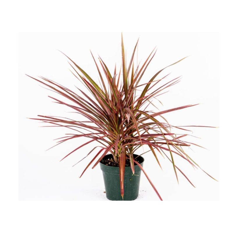 Dracaena Marginata Tricolor - Same Day Delivery