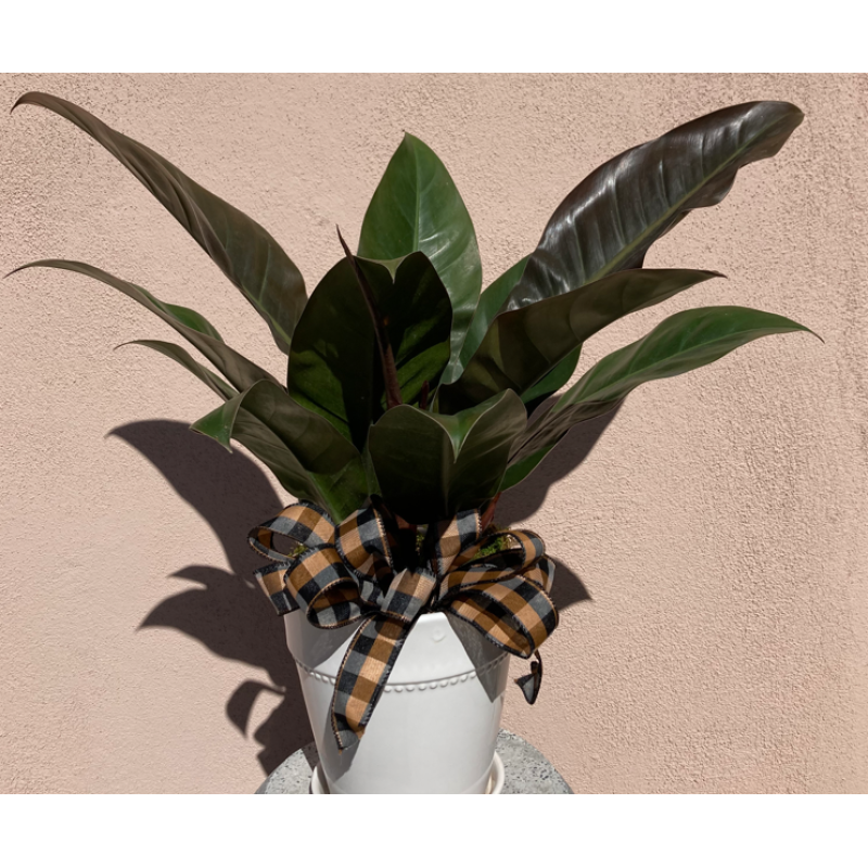 Congo Rojo Philodendron - Same Day Delivery