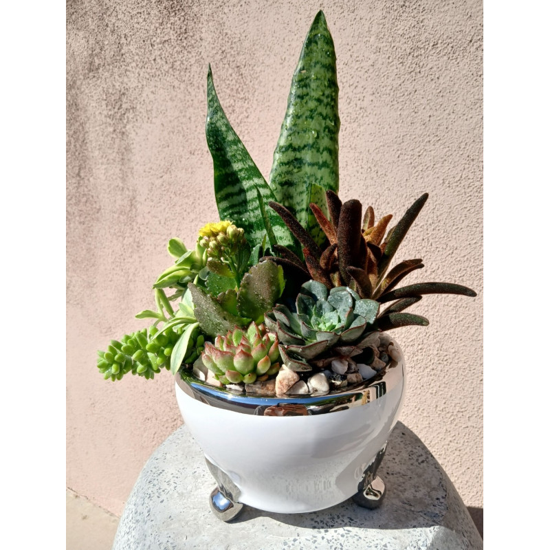 Mayfields Mini Sanctuary Garden - Same Day Delivery