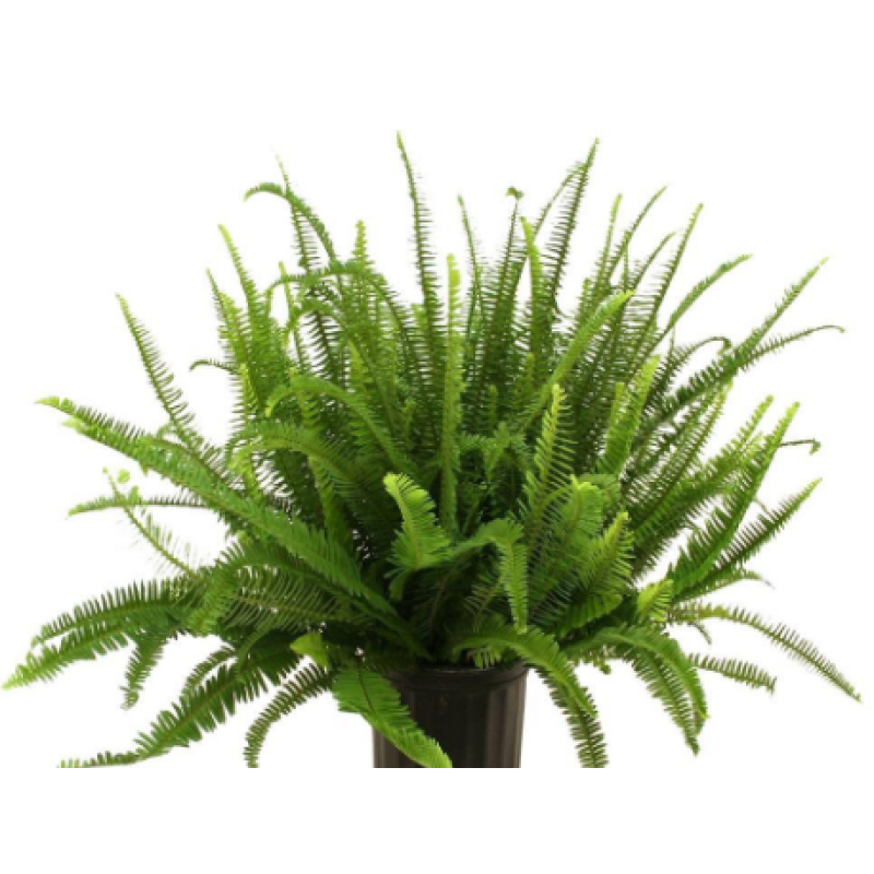 Kimberly Queen Fern  - Same Day Delivery