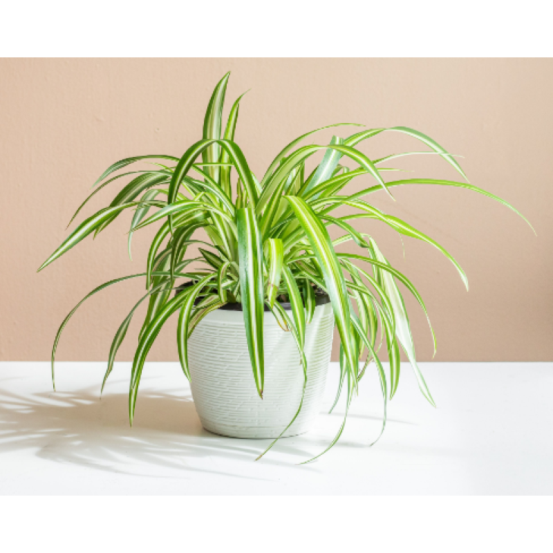 Mayfields Spider Plant - Same Day Delivery