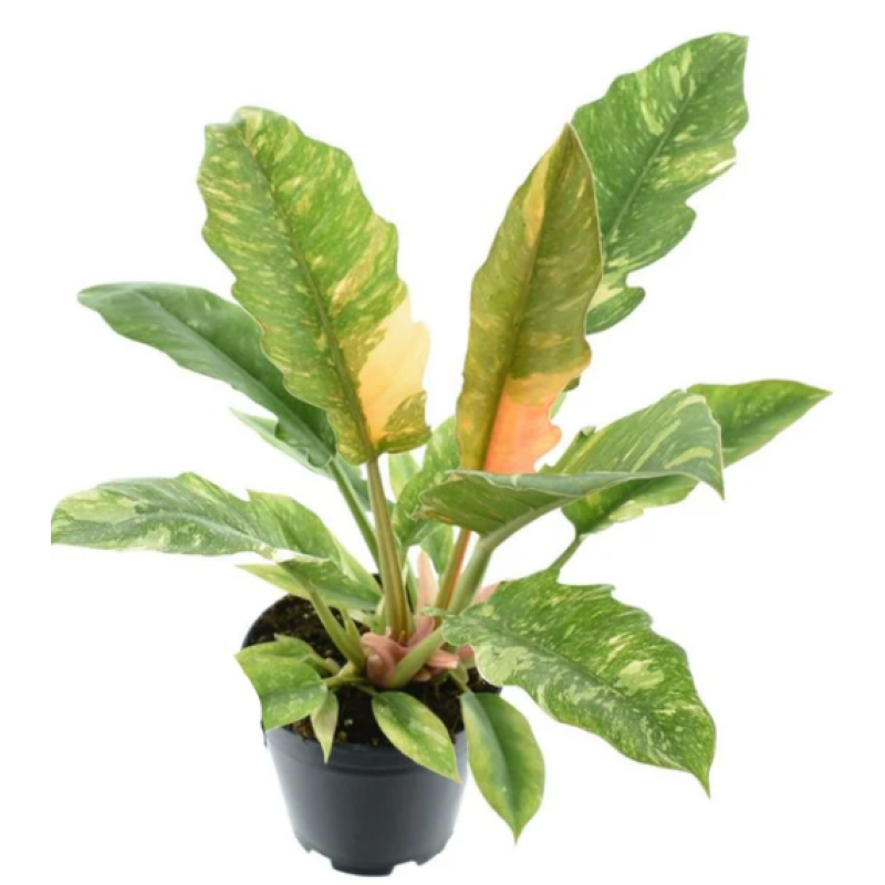 The Ring Of Fire Philodendron  - Same Day Delivery