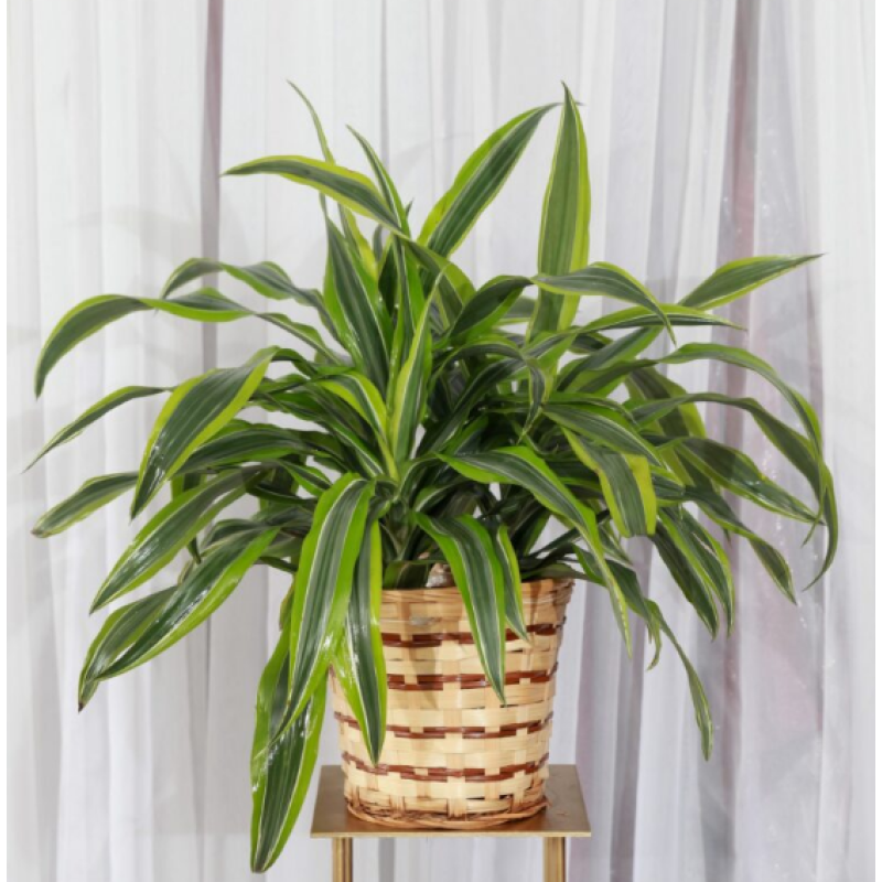 Lemon Lime Dracaena  - Same Day Delivery