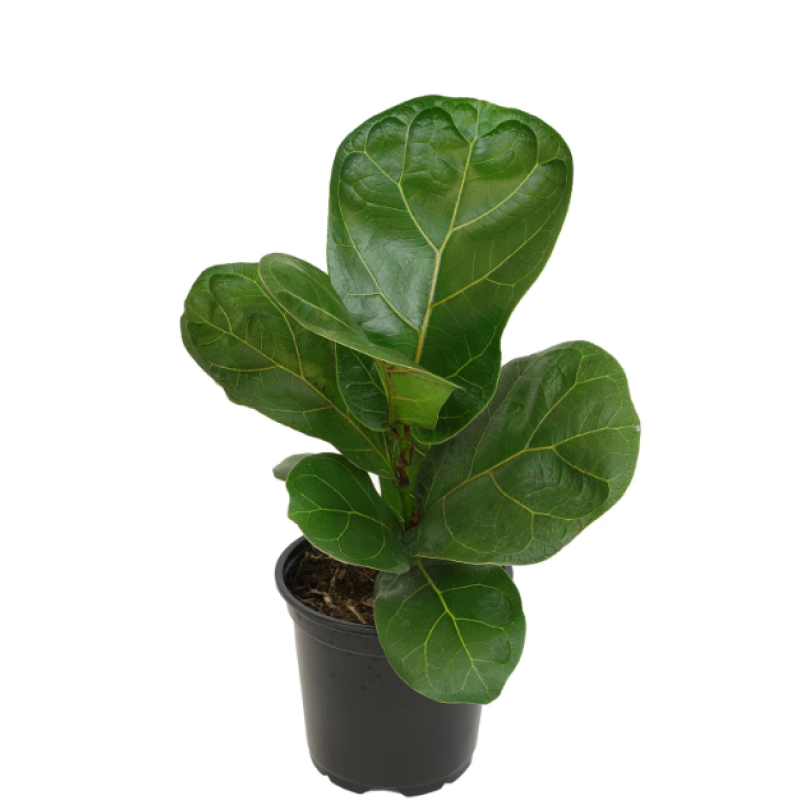 Ficus Lyrata  - Same Day Delivery
