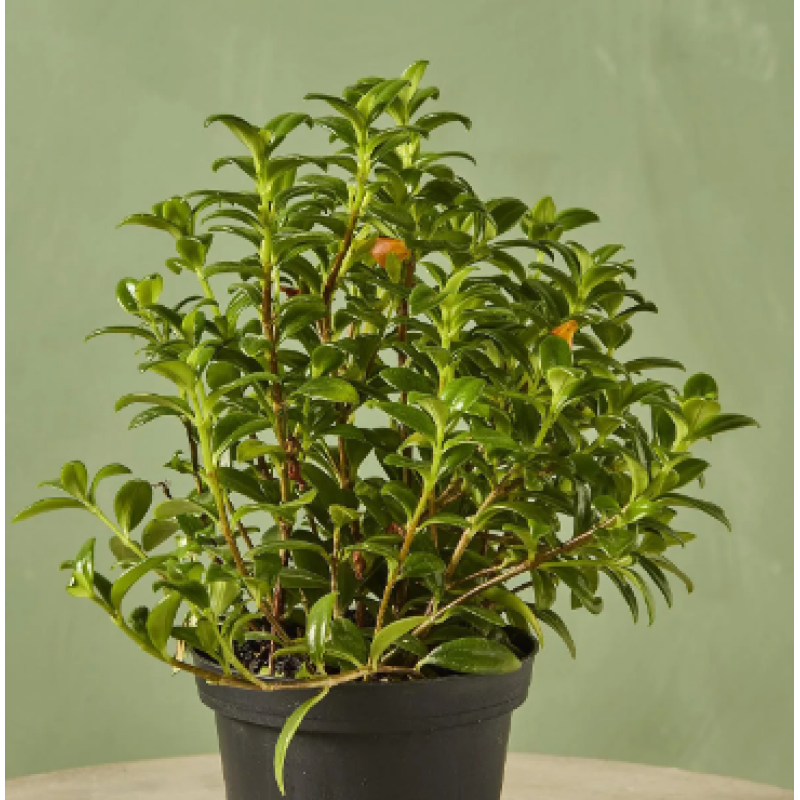 The Goldfish Plant - Same Day Delivery