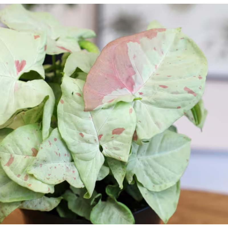 Mayfields Milk Confetti Syngonium  - Same Day Delivery