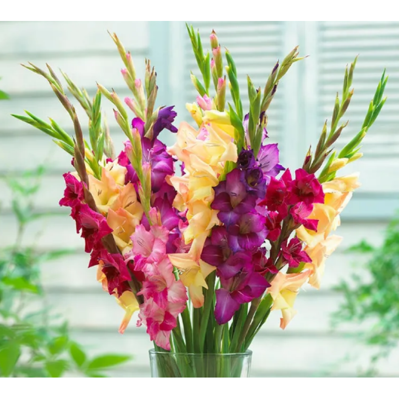 Mardi Gras Glads - Same Day Delivery