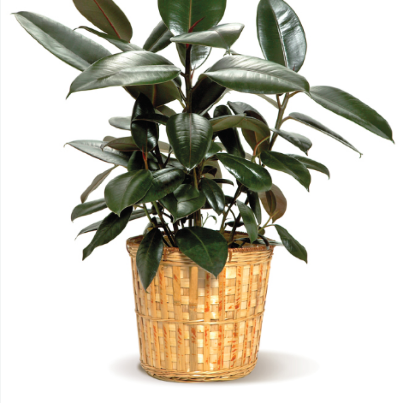 Mayfields Burgundy Rubber Tree - Same Day Delivery