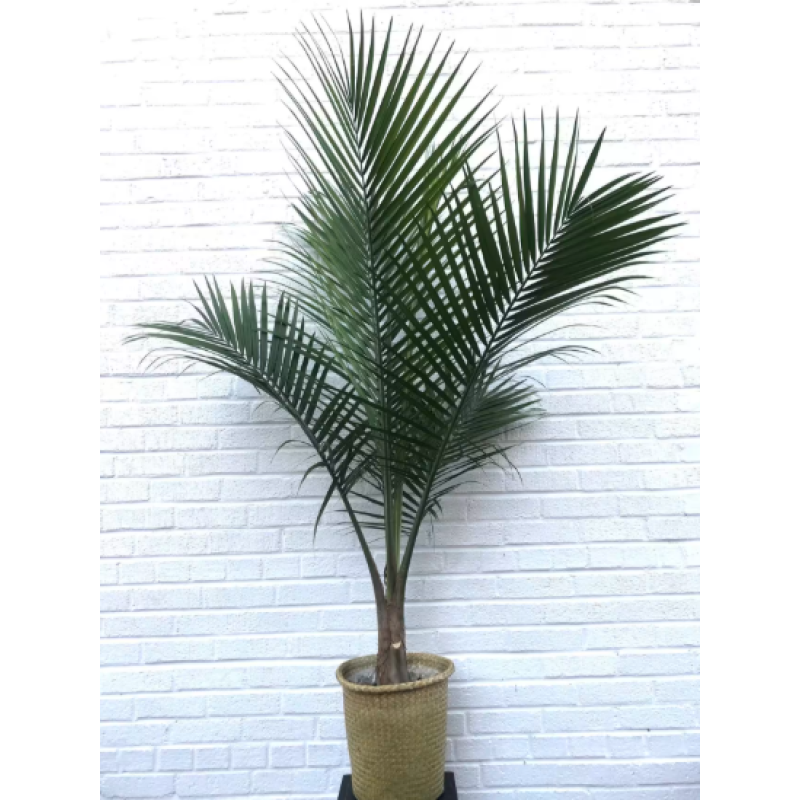 The Majesty Palm - Same Day Delivery