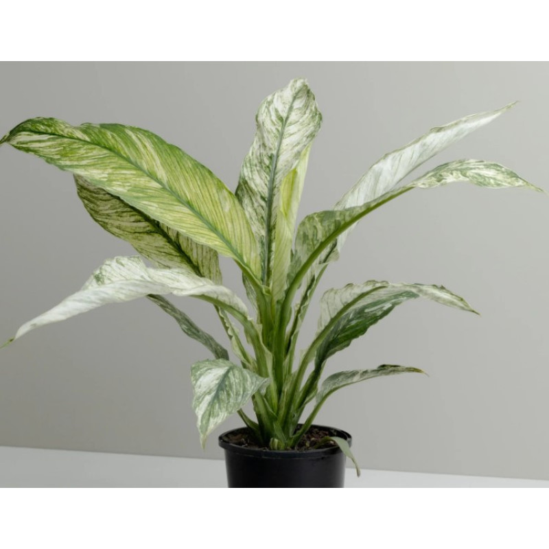 Spathiphyllum Variegate - Same Day Delivery