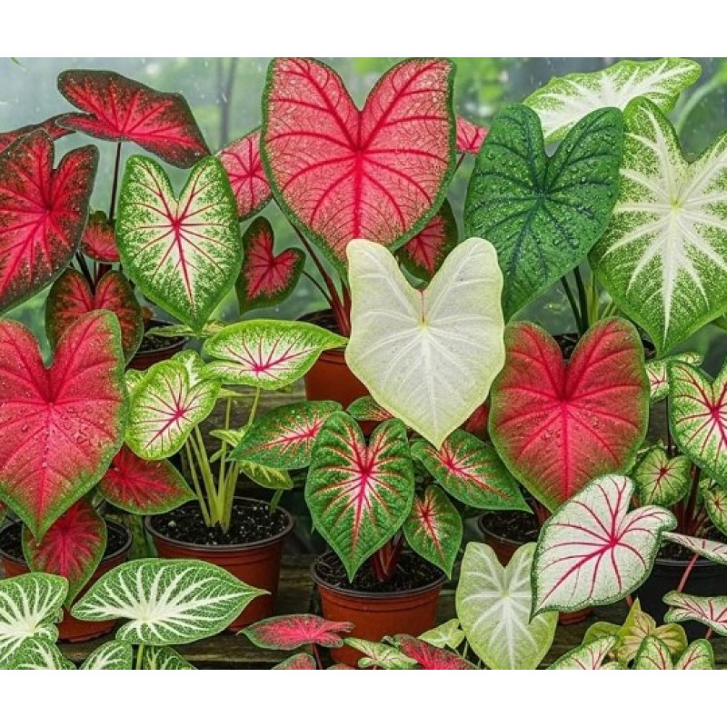 Caladium Plant - Same Day Delivery