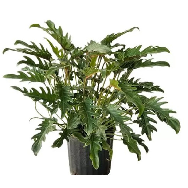 Philodendron Xanadu - Same Day Delivery