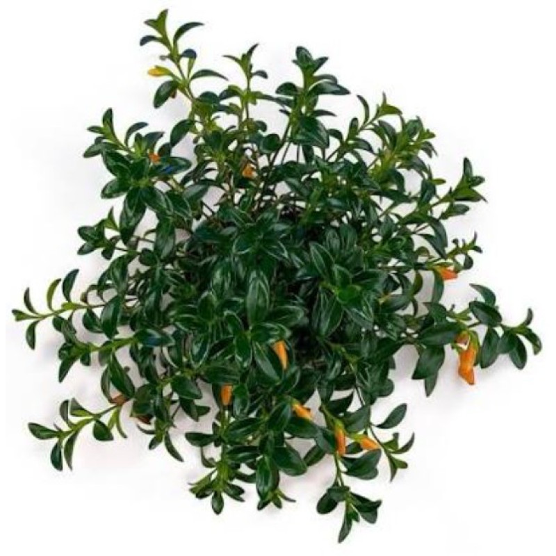 The Goldfish Plant - Same Day Delivery
