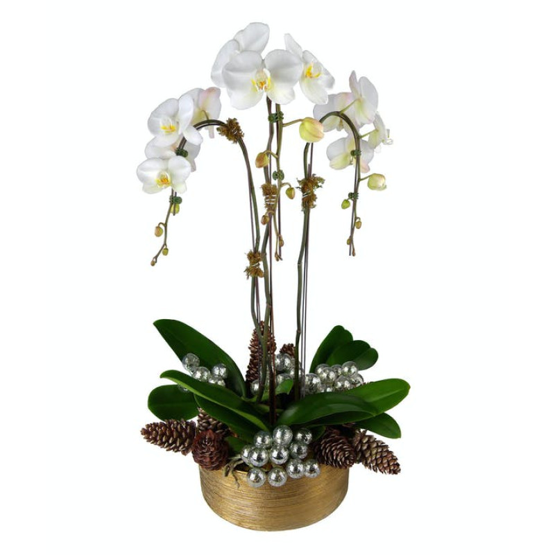 WATERFALL ORCHID PLANT - Same Day Delivery