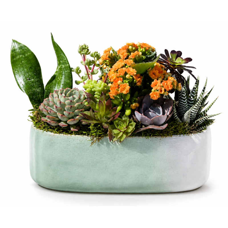 Sonoran Desert Succulent Garden - Same Day Delivery