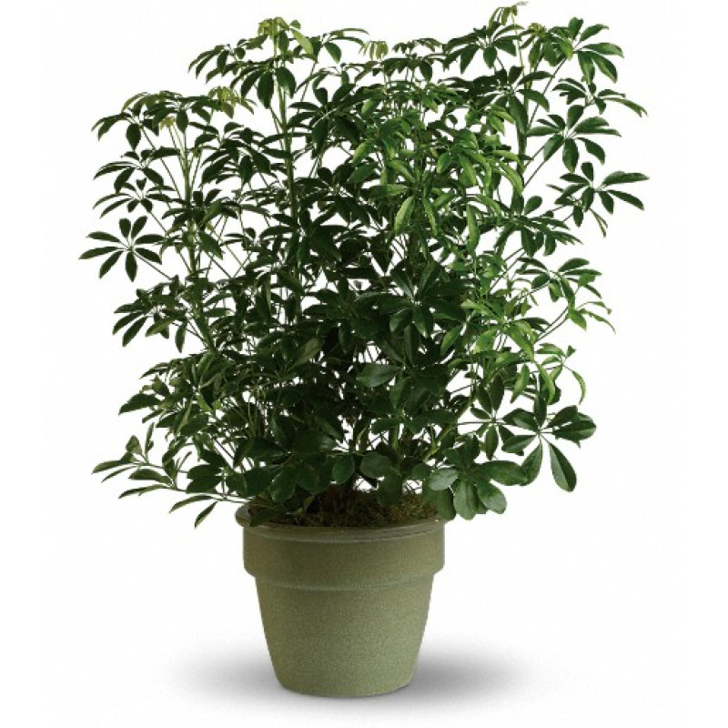 Amazing Arboricola - Same Day Delivery
