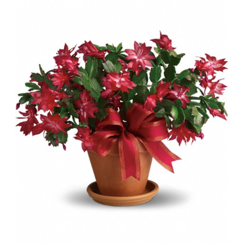 Merry Christmas Cactus - Same Day Delivery