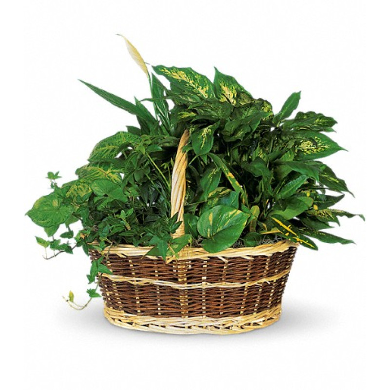 Large Basket Garden - Same Day Delivery
