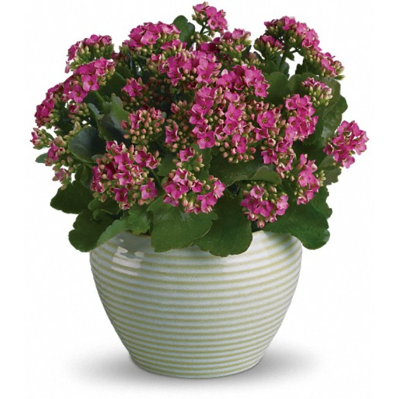 Bountiful Kalanchoe - Same Day Delivery