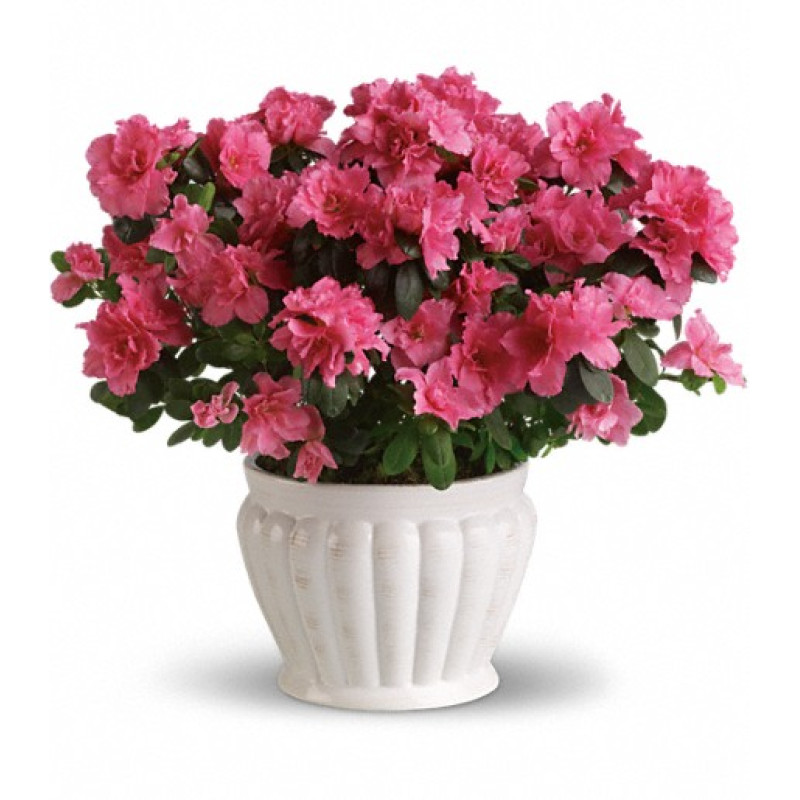 Pretty Azalea - Same Day Delivery