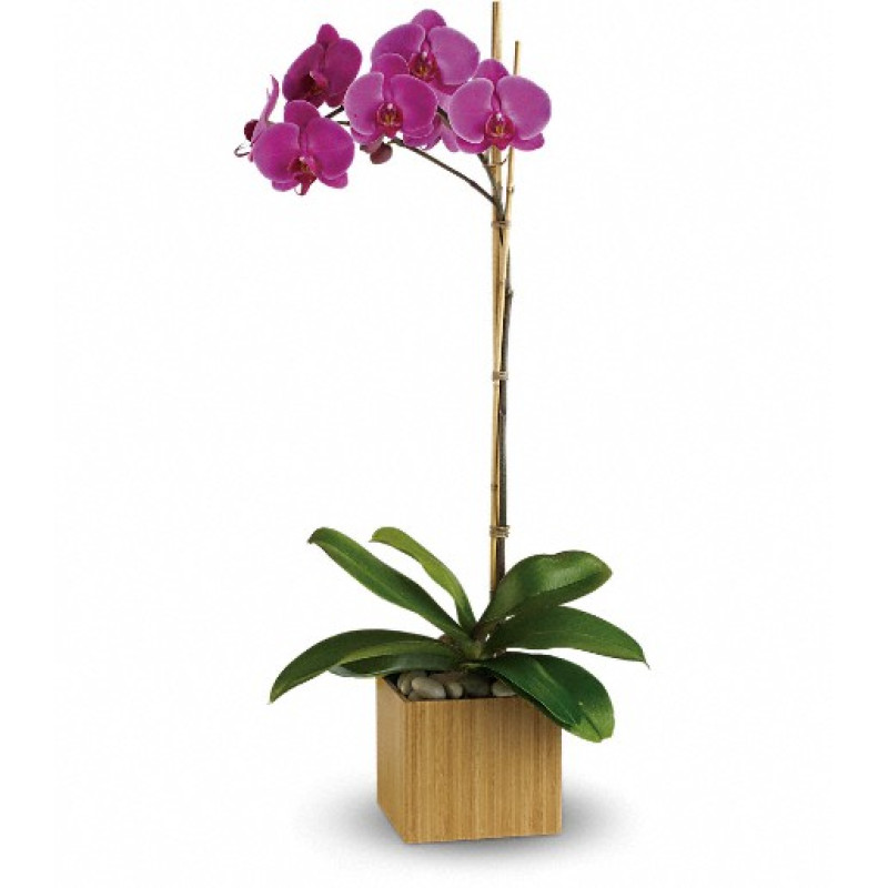 Orchids Imperial Purple Orchid Best Florist In Tucson Arizona Mayfield Florist Same Day Flower Delivery Mayfield Florist