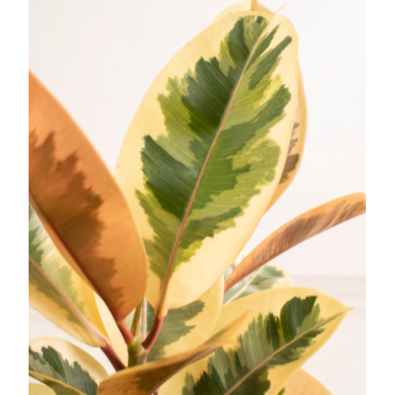 Ficus Tineke - Same Day Delivery