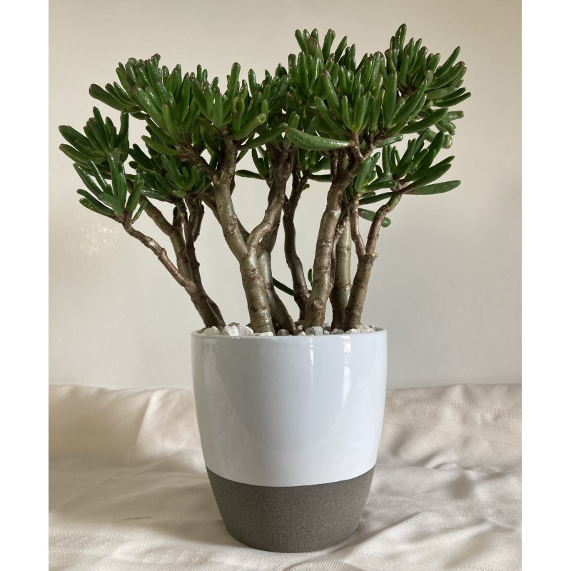 Trumpet Jade Plant   - Same Day Delivery