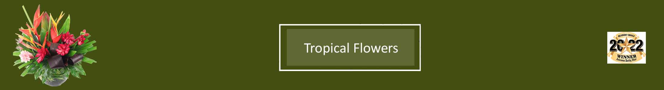 Tropical Flowers, Exotic Flowers, Orchids