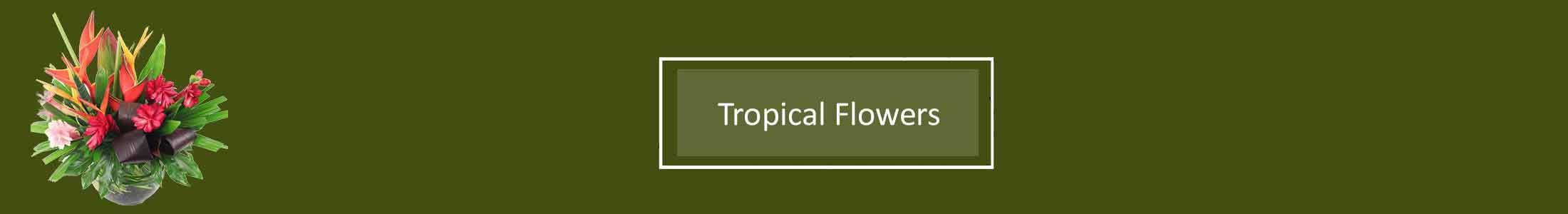 Tropical Flowers, Exotic Flowers, Orchids