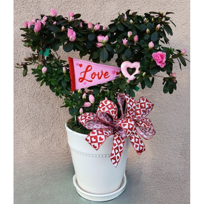 Azalea Topiary Heart  - Same Day Delivery