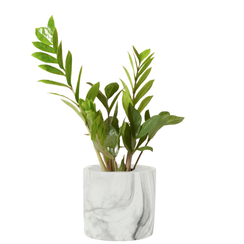 Mayfields ZZ Plant - Same Day Delivery