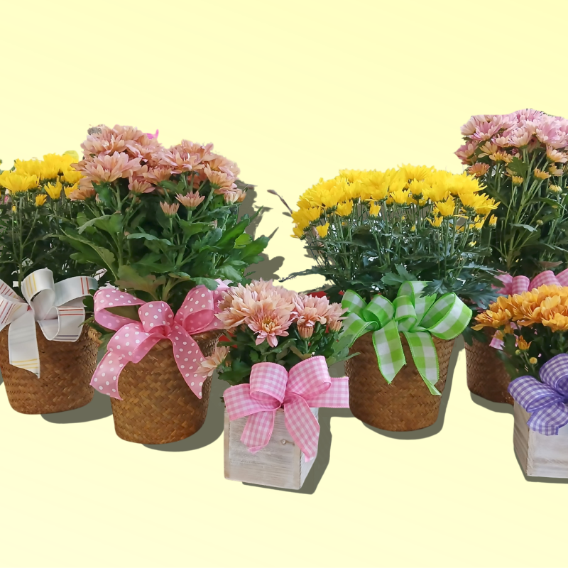 Specialty Chrysanthemum Plant - Same Day Delivery