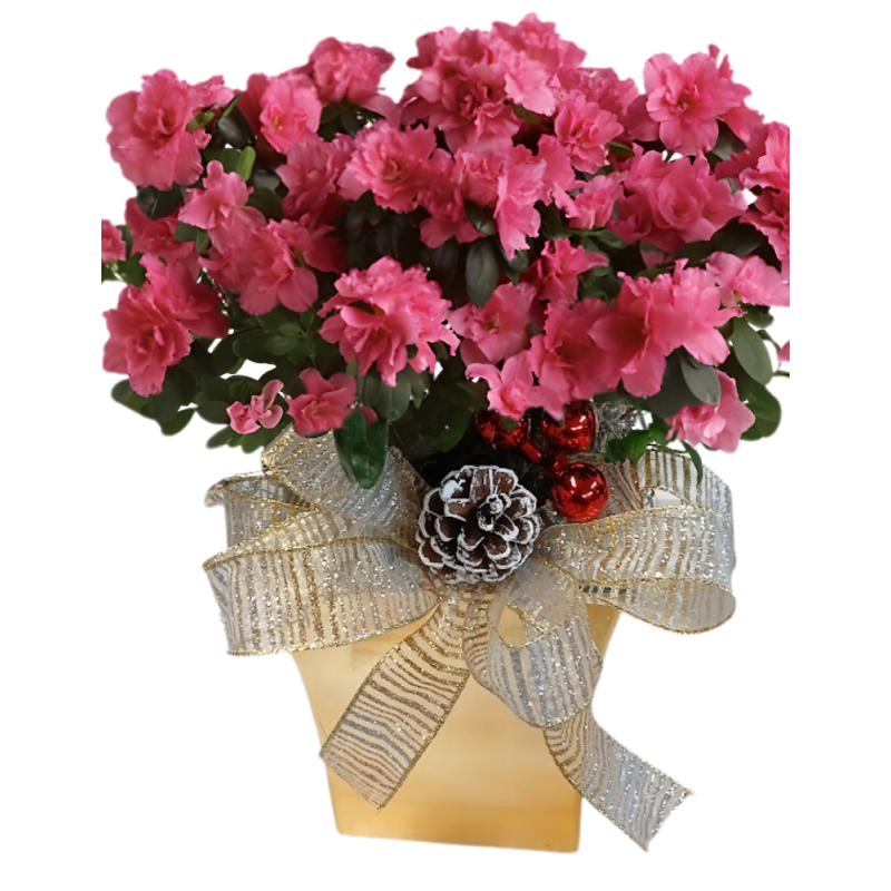 The Christmas Azalea - Same Day Delivery