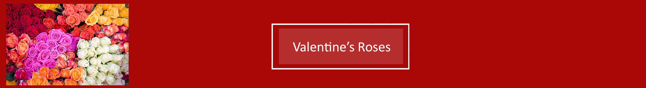 Valentines Roses, Ecuadorian Roses