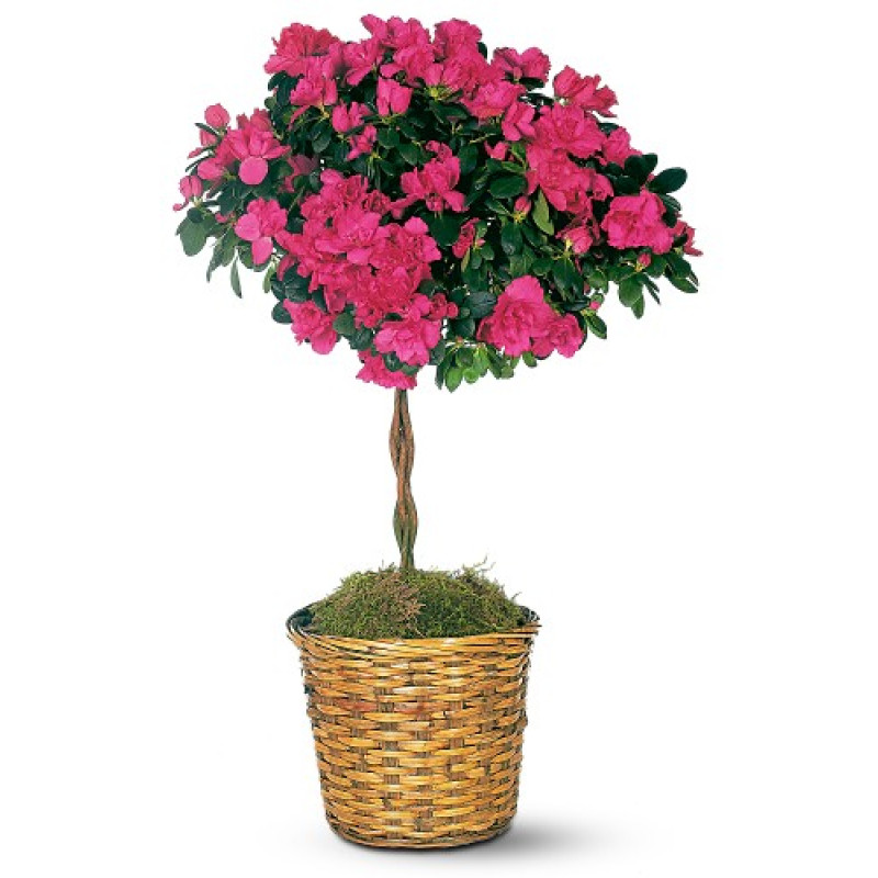Azalea Topiary - Same Day Delivery