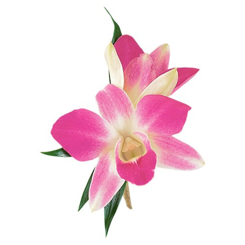 Orchid Boutonniere - Same Day Delivery