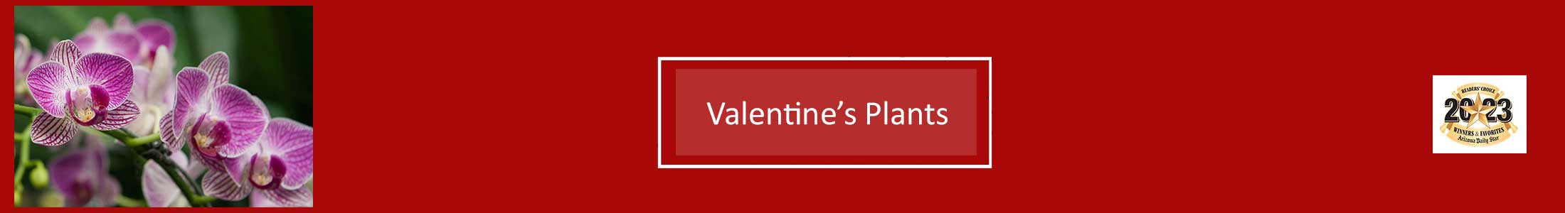 Valentines Orchids, Valentines Plants