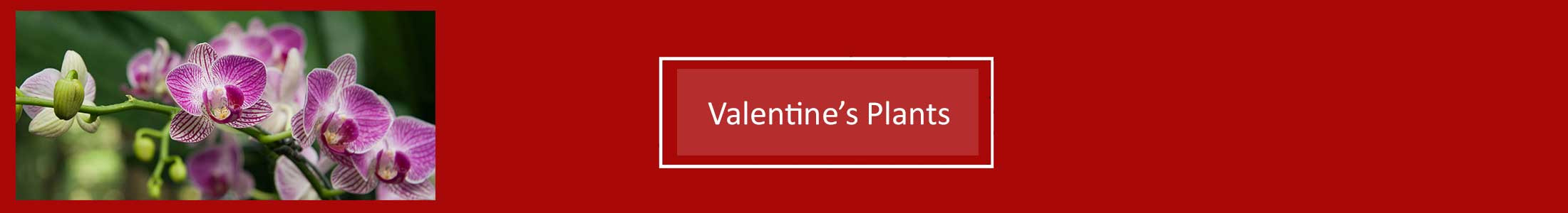 Valentines Orchids, Valentines Plants