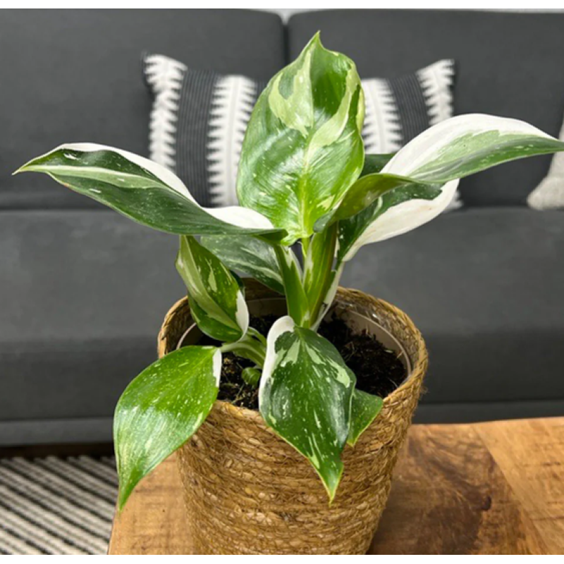 White Princess Philodendron  - Same Day Delivery