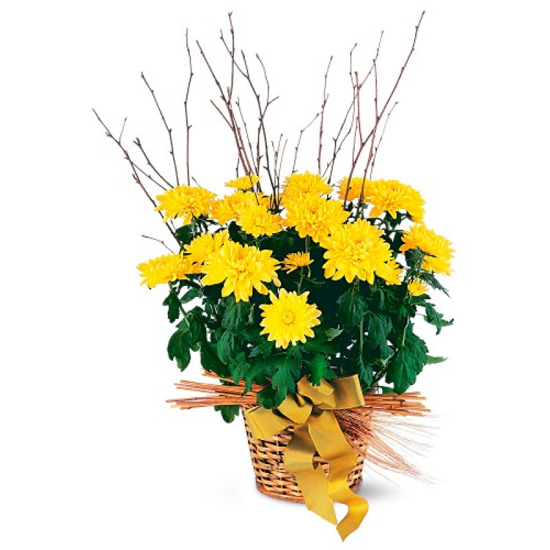 Chrysanthemum Plants - Same Day Delivery