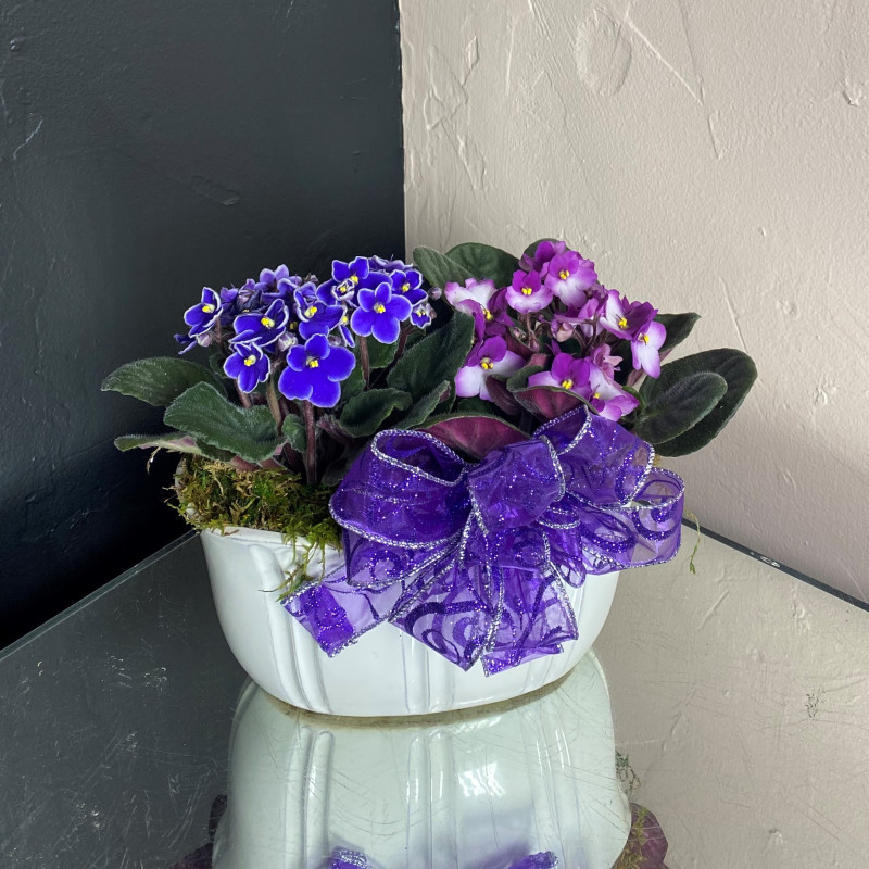 African Violet Bowl - Same Day Delivery