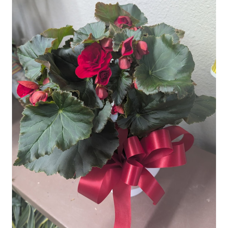 The Rieger Begonia - Same Day Delivery