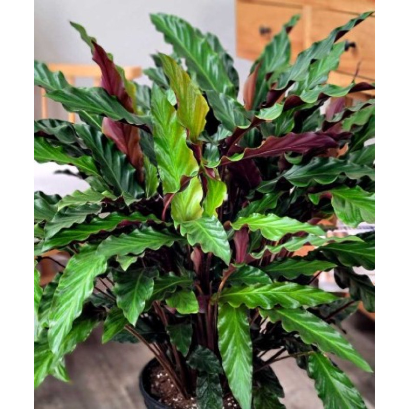Calathea Rufibarba - Same Day Delivery