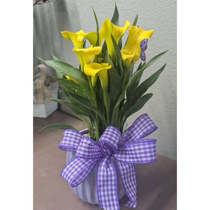 Mayfields Calla Lily Plant - Same Day Delivery