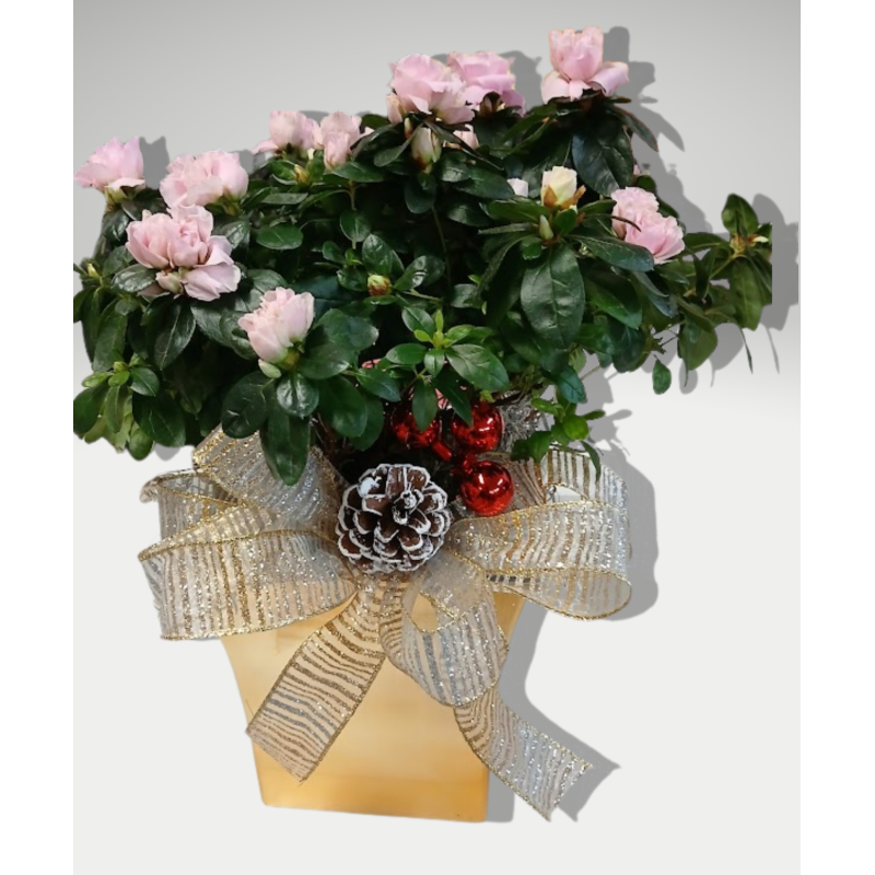 The Christmas Azalea - Same Day Delivery