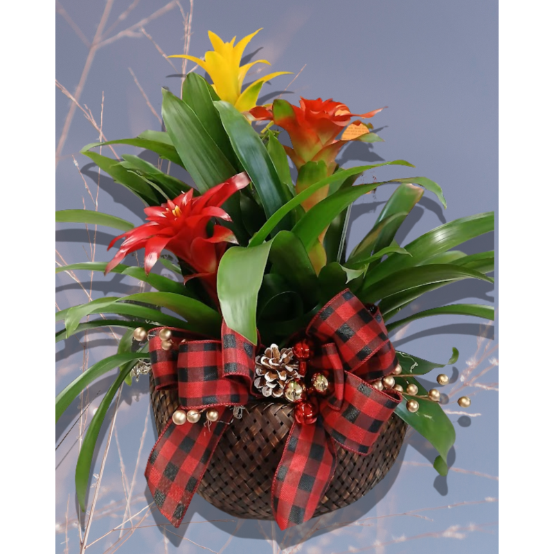 Christmas Bromeliad Combo - Same Day Delivery
